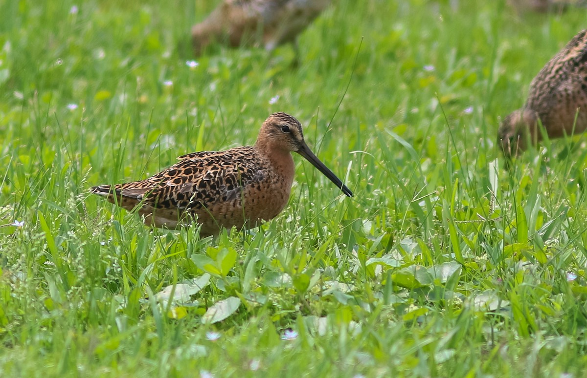 Short-billed Dowitcher - Lewis Grove