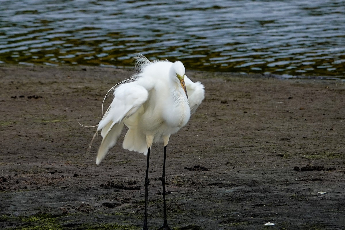 Great Egret - ML618889803