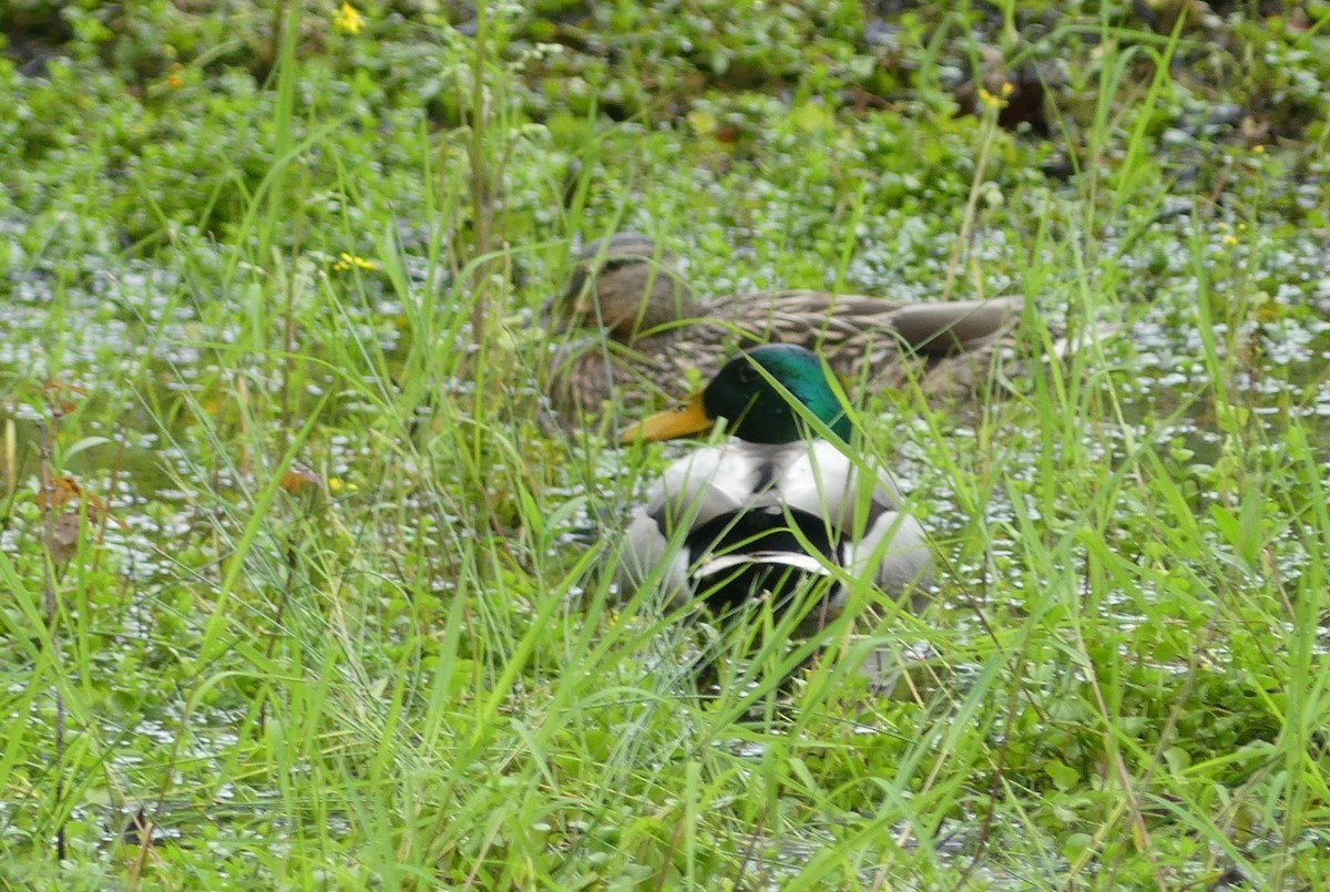 Mallard - Andy Maslowski