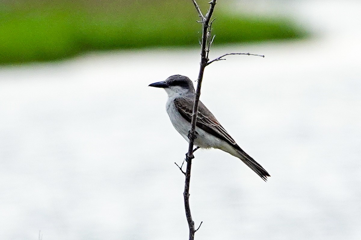 Gray Kingbird - ML618889807