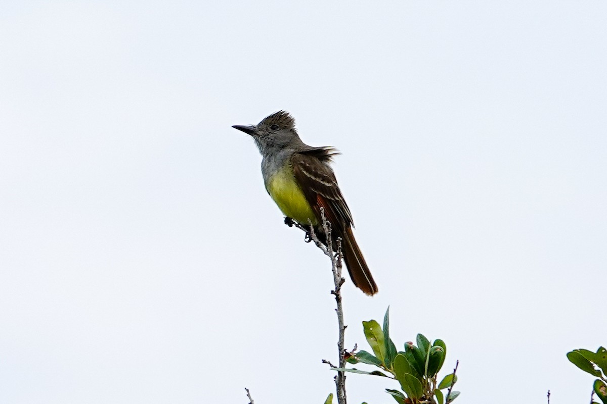 Great Crested Flycatcher - Kathy Doddridge