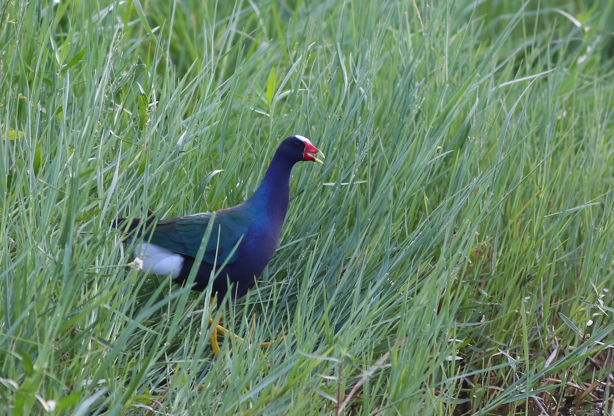 Purple Gallinule - Lewis Grove