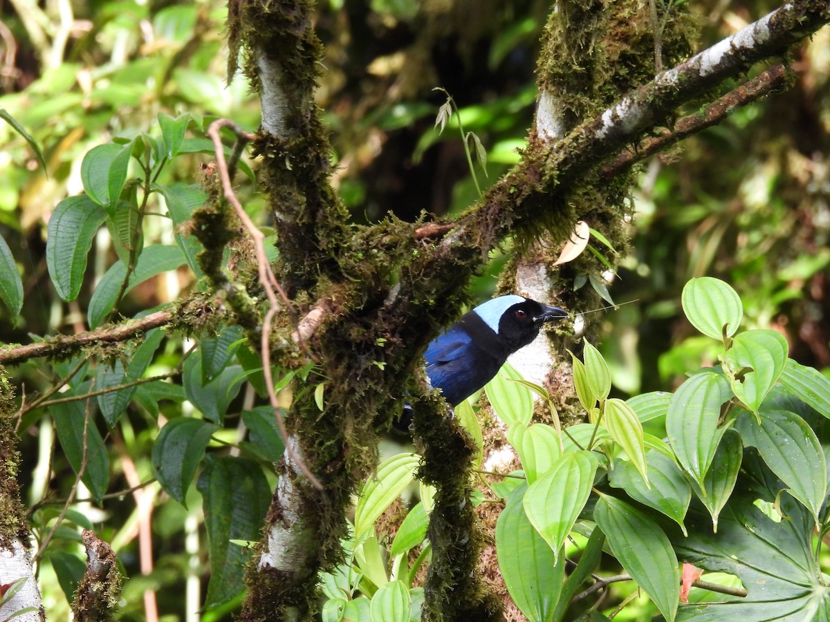 Azure-hooded Jay - ML618889829