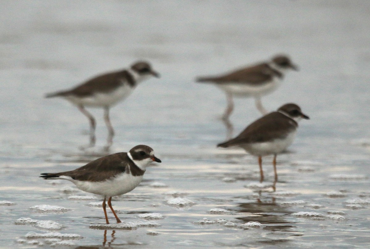 Semipalmated Plover - ML618889834