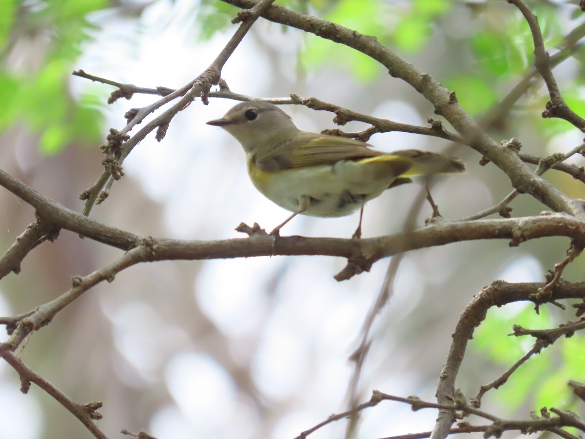 American Redstart - ML618889838