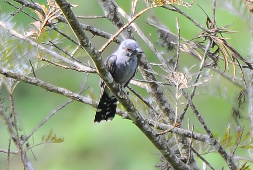 Gray-bellied Cuckoo - ML618889840