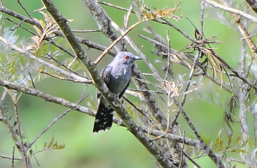 Gray-bellied Cuckoo - ML618889841