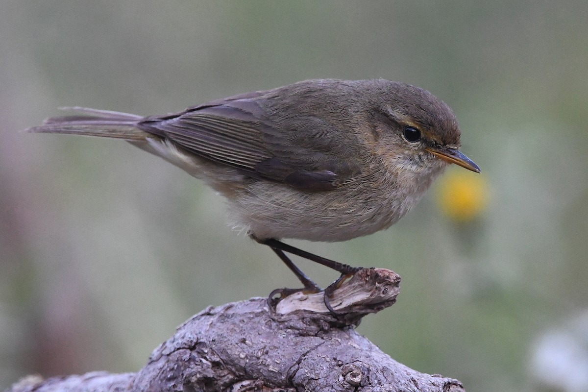 Common Chiffchaff - Juan José  Bazan Hiraldo