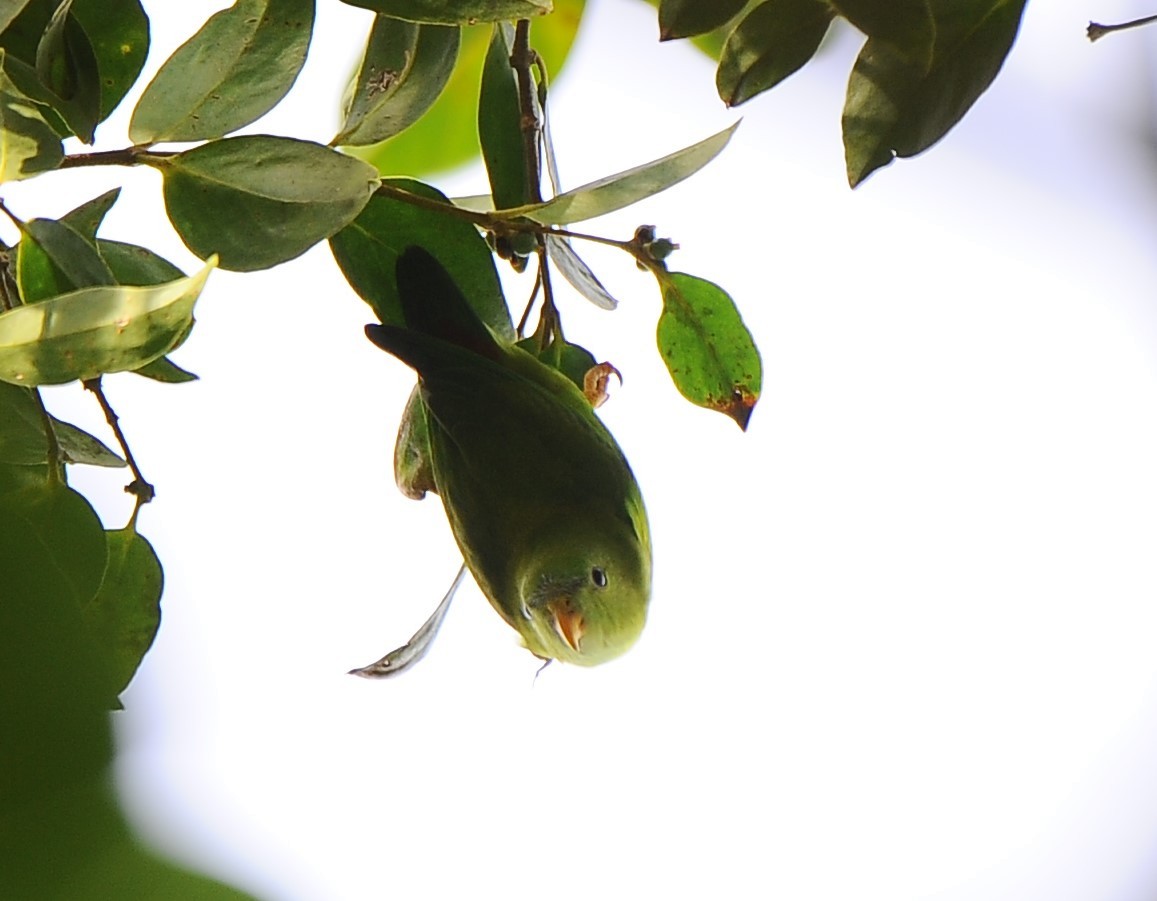 Vernal Hanging-Parrot - JOE M RAJA