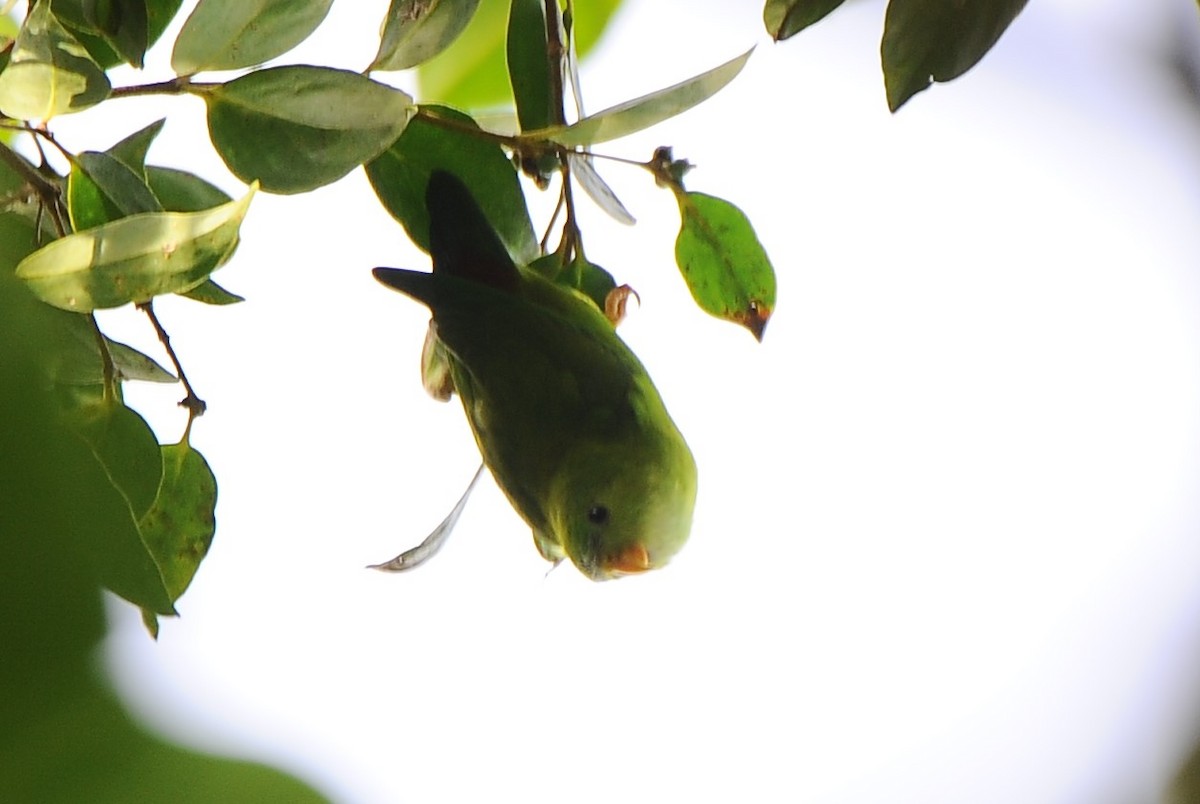 Vernal Hanging-Parrot - ML618889864