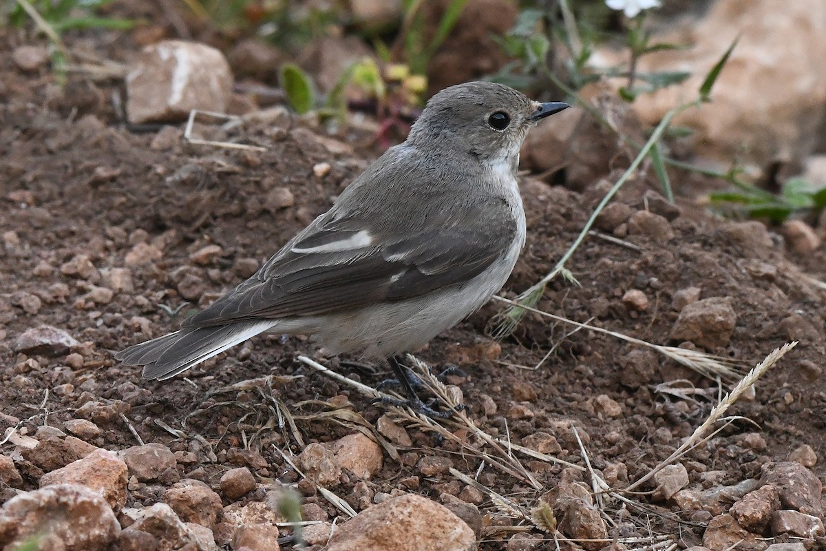 European Pied Flycatcher - Juan José  Bazan Hiraldo