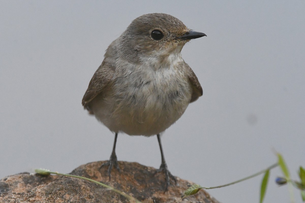 European Pied Flycatcher - Juan José  Bazan Hiraldo