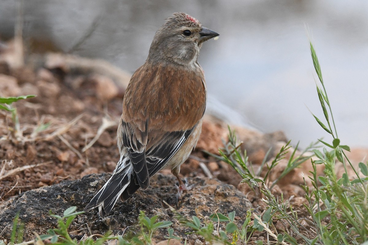 Eurasian Linnet - Juan José  Bazan Hiraldo