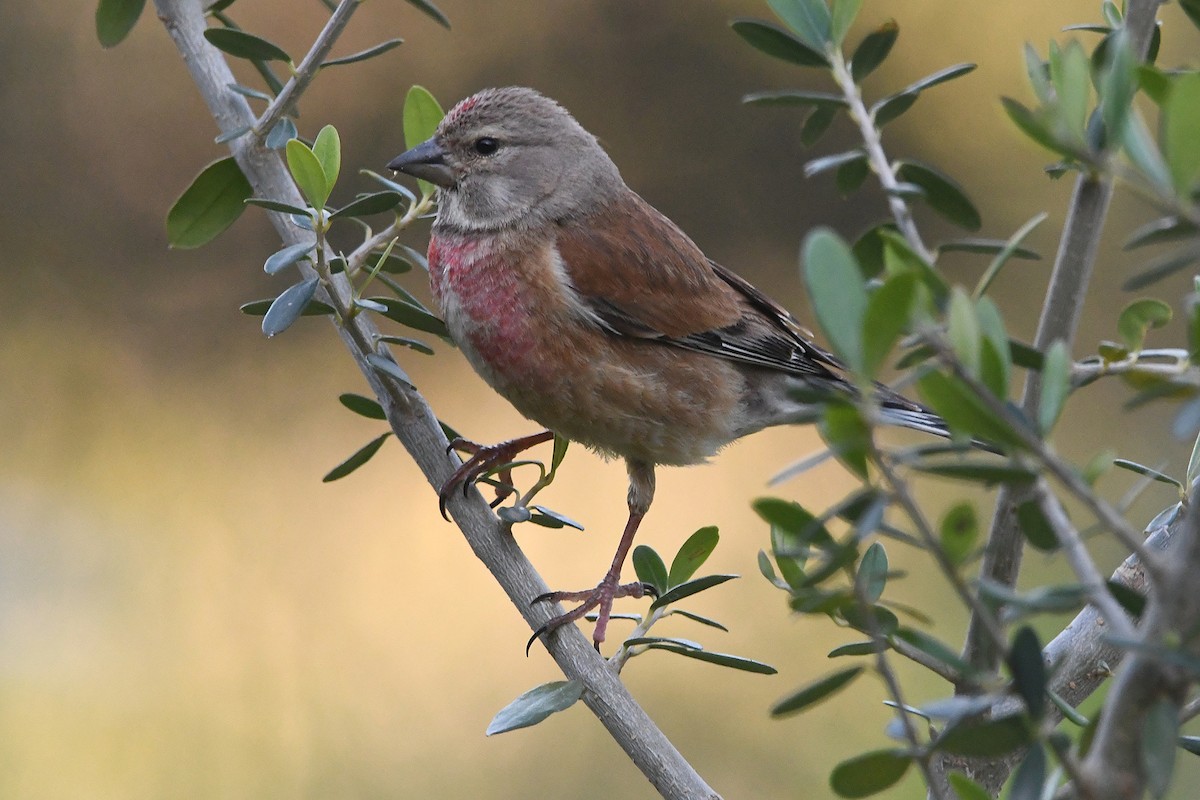 Eurasian Linnet - Juan José  Bazan Hiraldo