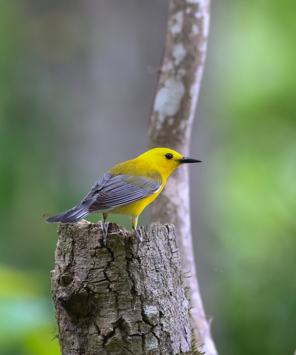 Prothonotary Warbler - Lewis Grove
