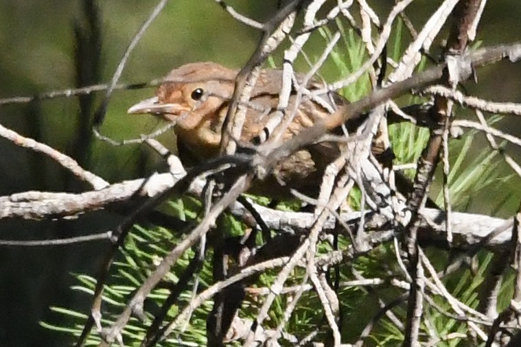 Eurasian Blackbird - Juan José  Bazan Hiraldo