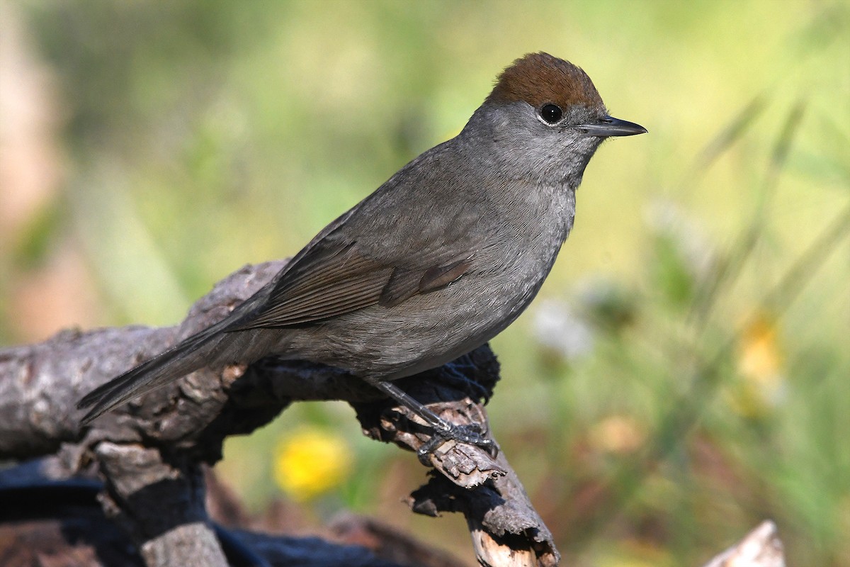 Eurasian Blackcap - Juan José  Bazan Hiraldo