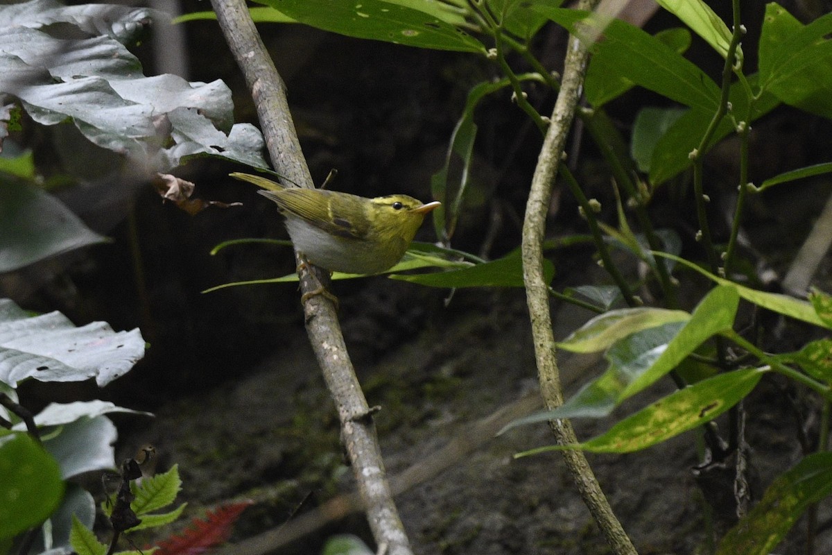 Yellow-vented Warbler - Debankur  Biswas