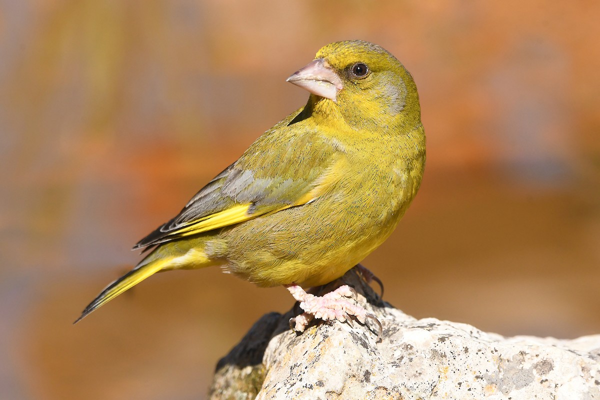 European Greenfinch - Juan José  Bazan Hiraldo