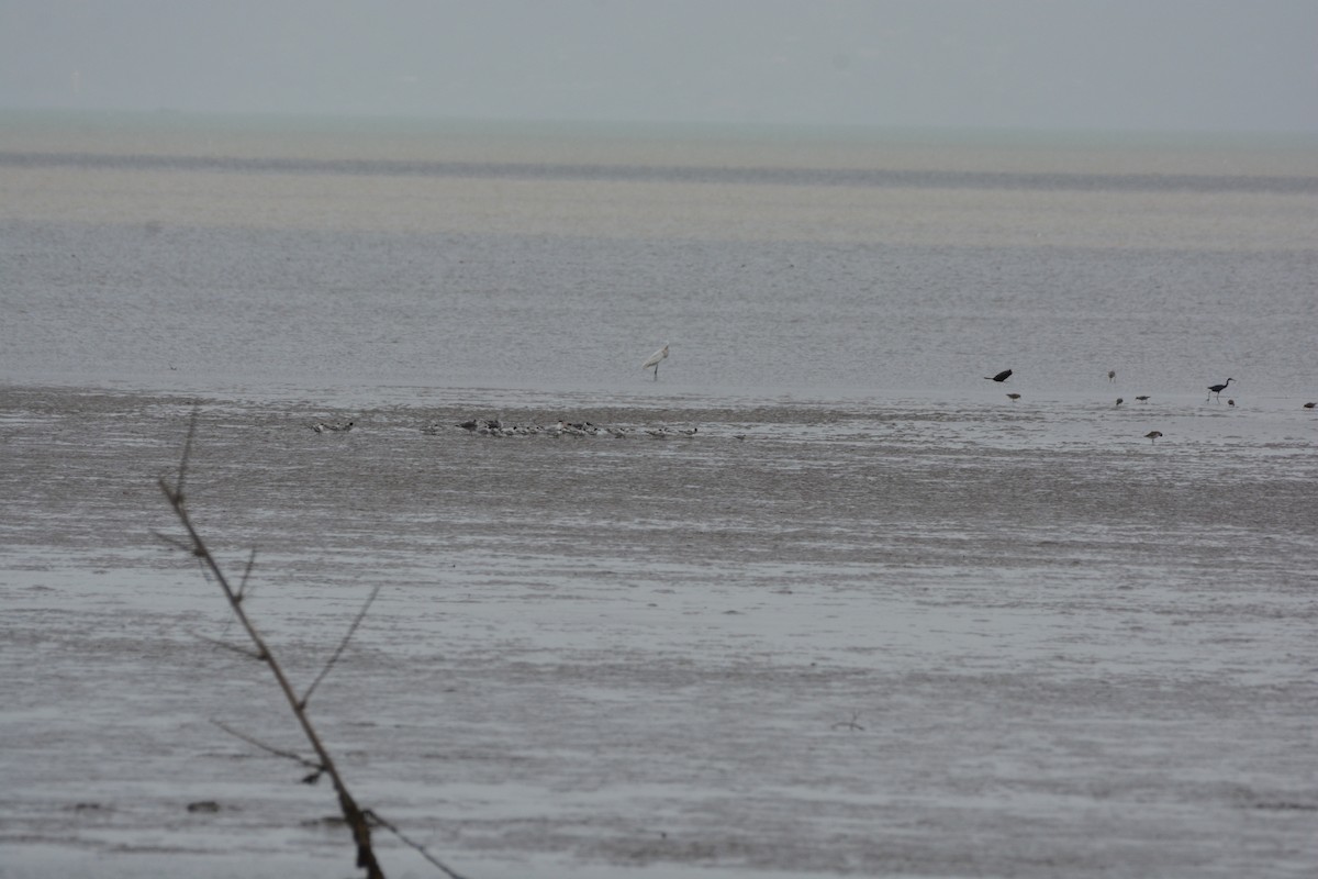 Sterna comune - ML618889941