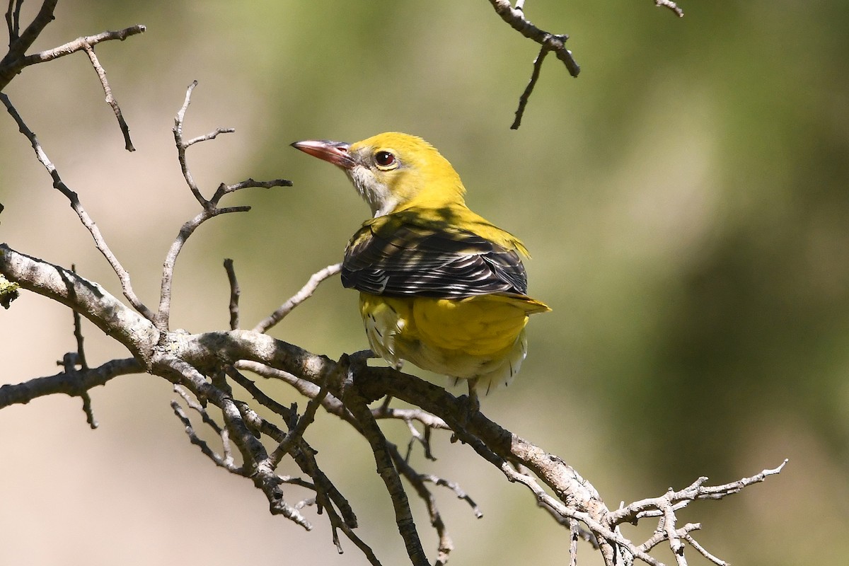 Eurasian Golden Oriole - Juan José  Bazan Hiraldo