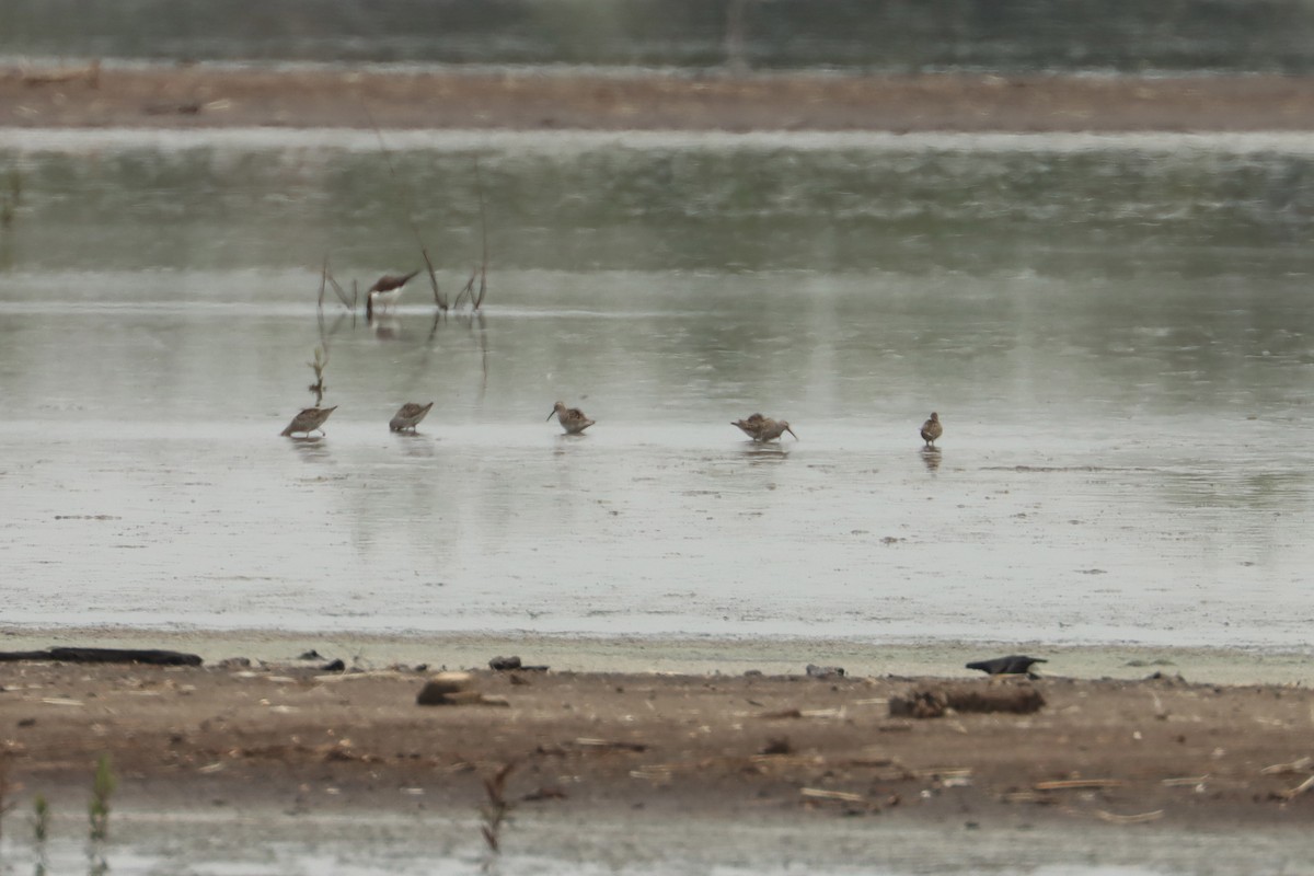 Bindenstrandläufer - ML618889955