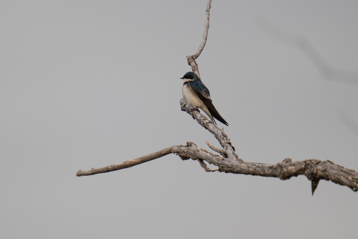 Tree Swallow - Jason Cole