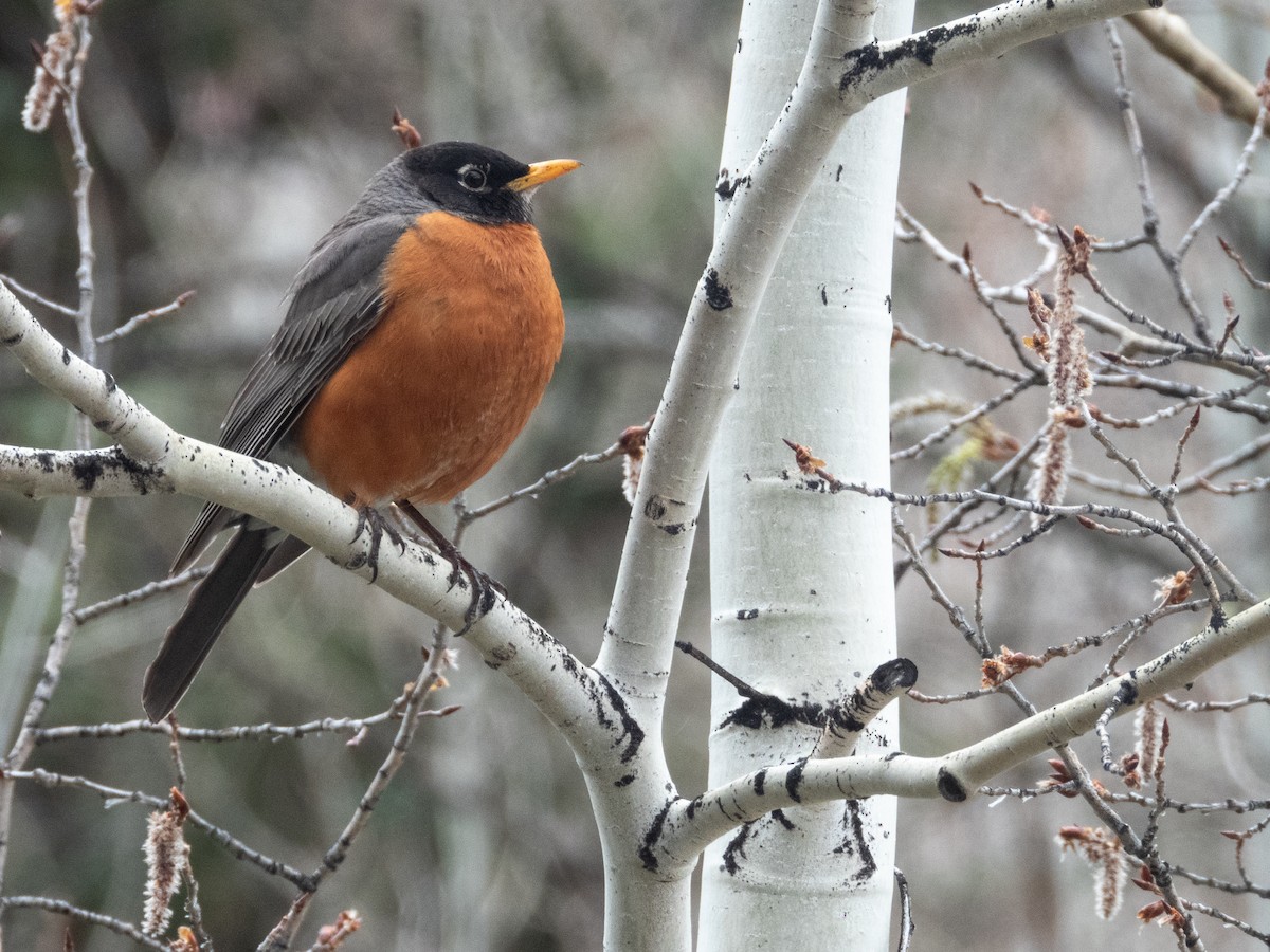 American Robin - Ann Larson