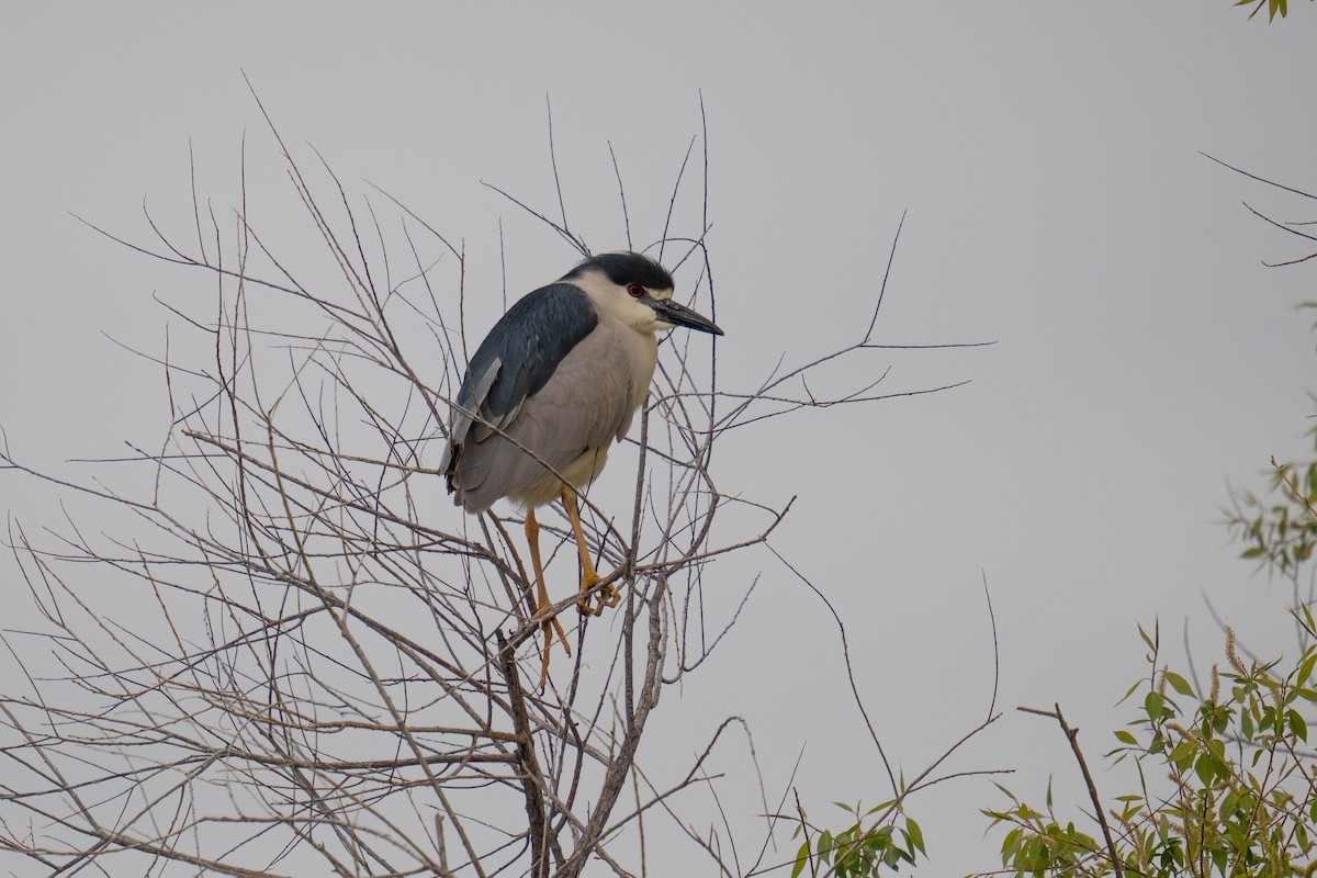 Black-crowned Night Heron - Jason Cole