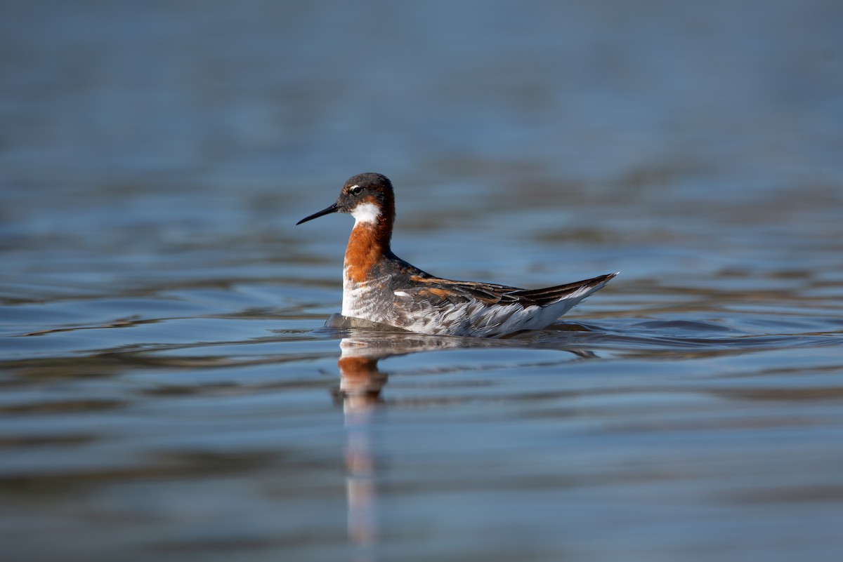 Red-necked Phalarope - Brady Karg