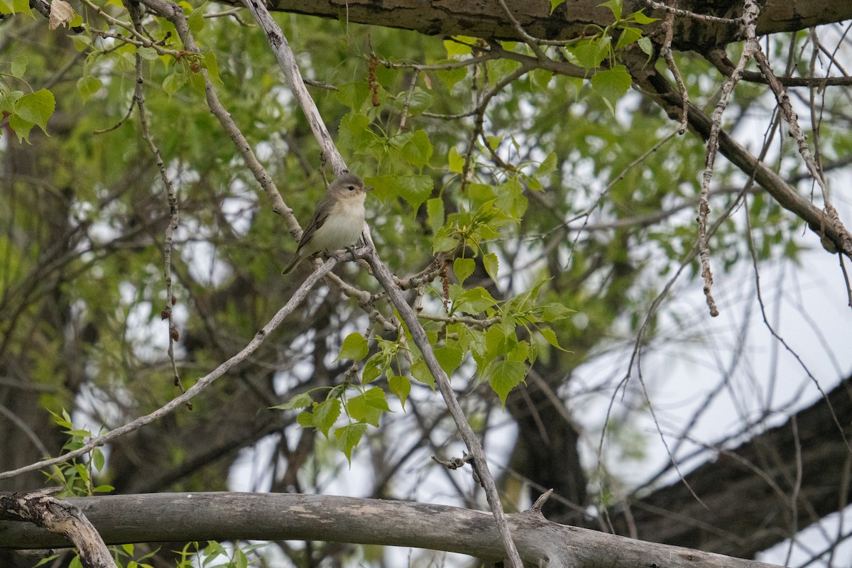 Warbling Vireo - Jason Cole