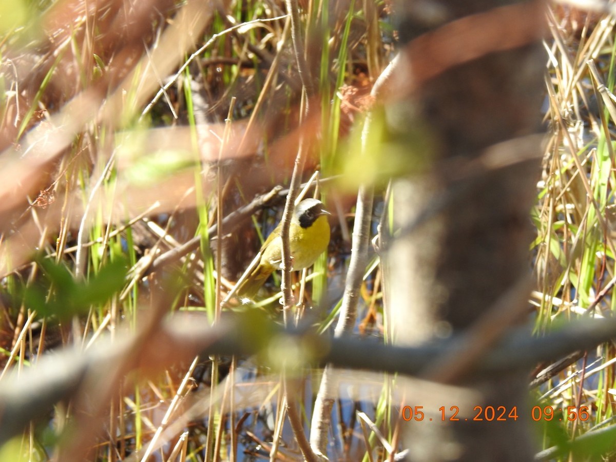 Common Yellowthroat - Beatrix Kohlhaas