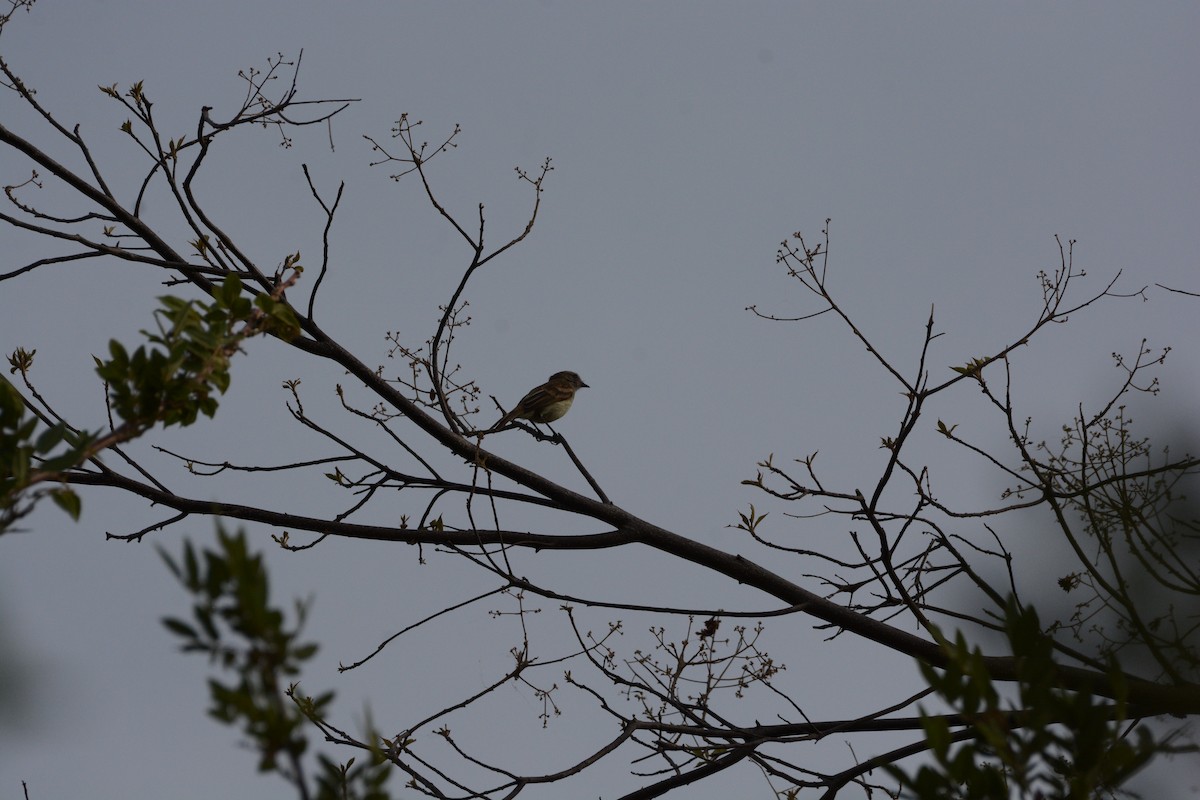 Northern Mouse-colored Tyrannulet - ML618890026