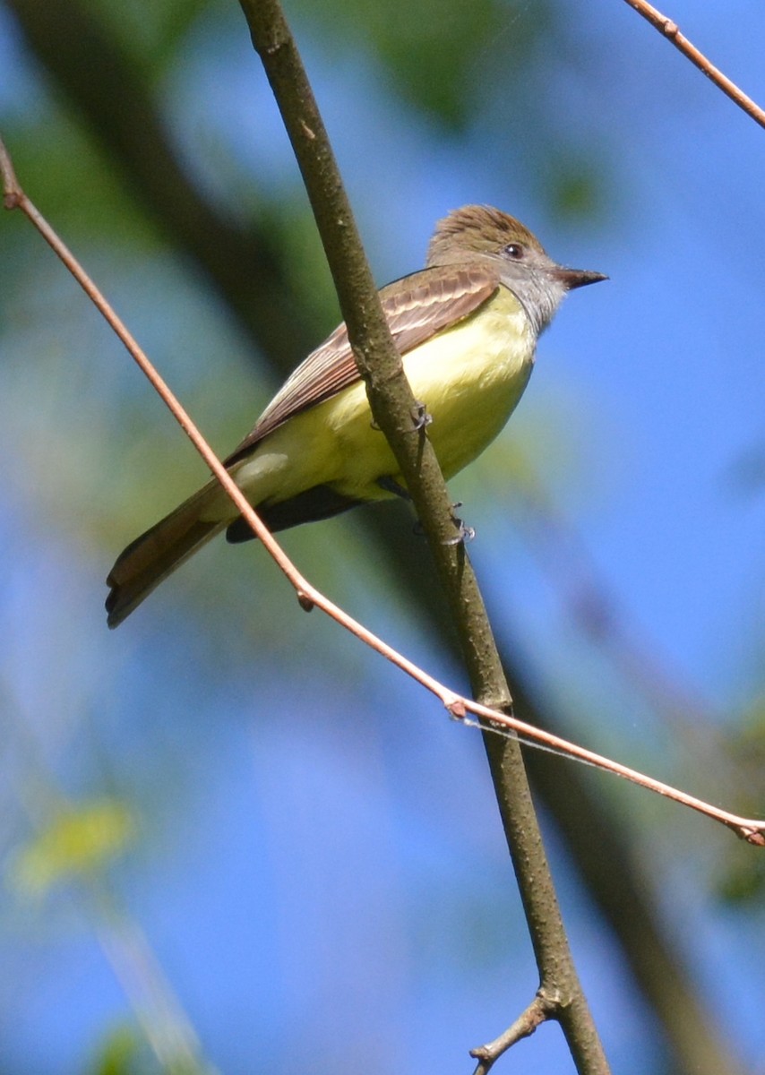 Great Crested Flycatcher - Jay Wherley