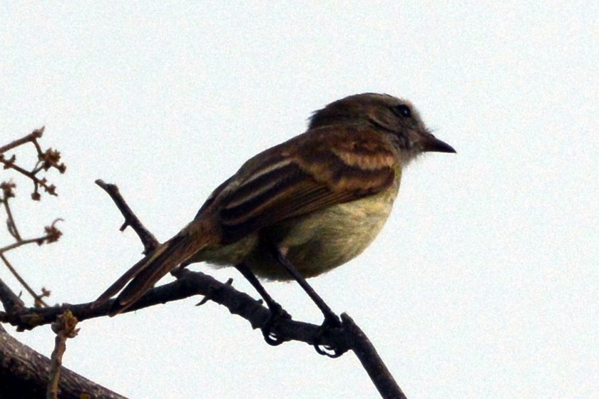 Northern Mouse-colored Tyrannulet - Mark Hulme