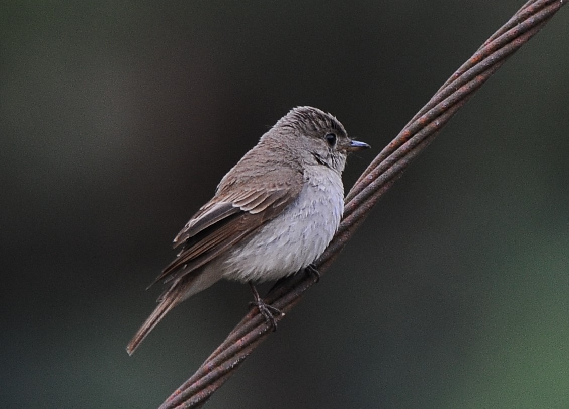 Asian Brown Flycatcher - JOE M RAJA