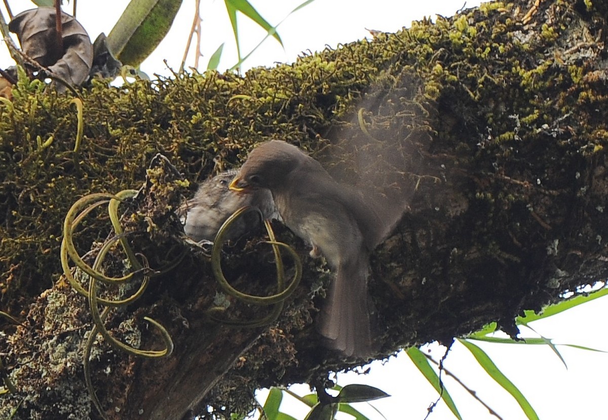 Asian Brown Flycatcher - ML618890046