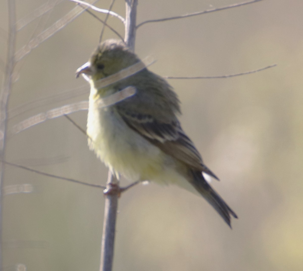 Lesser Goldfinch - Barry Spolter