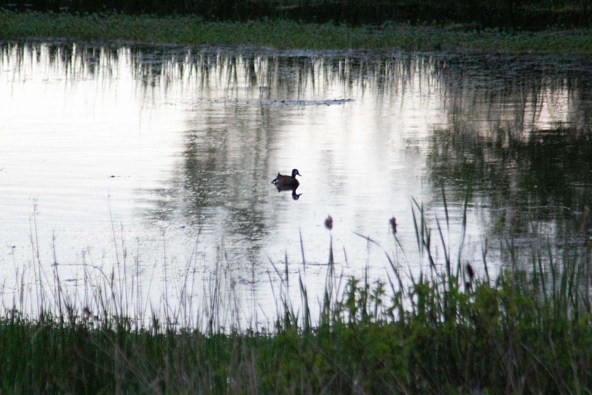 Blue-winged Teal - Landon Belding