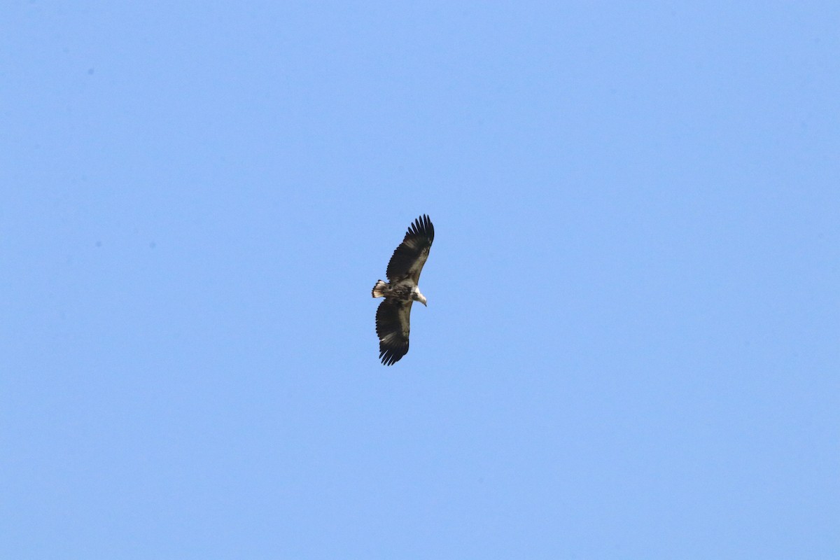 African Fish-Eagle - Nyreen Roberts