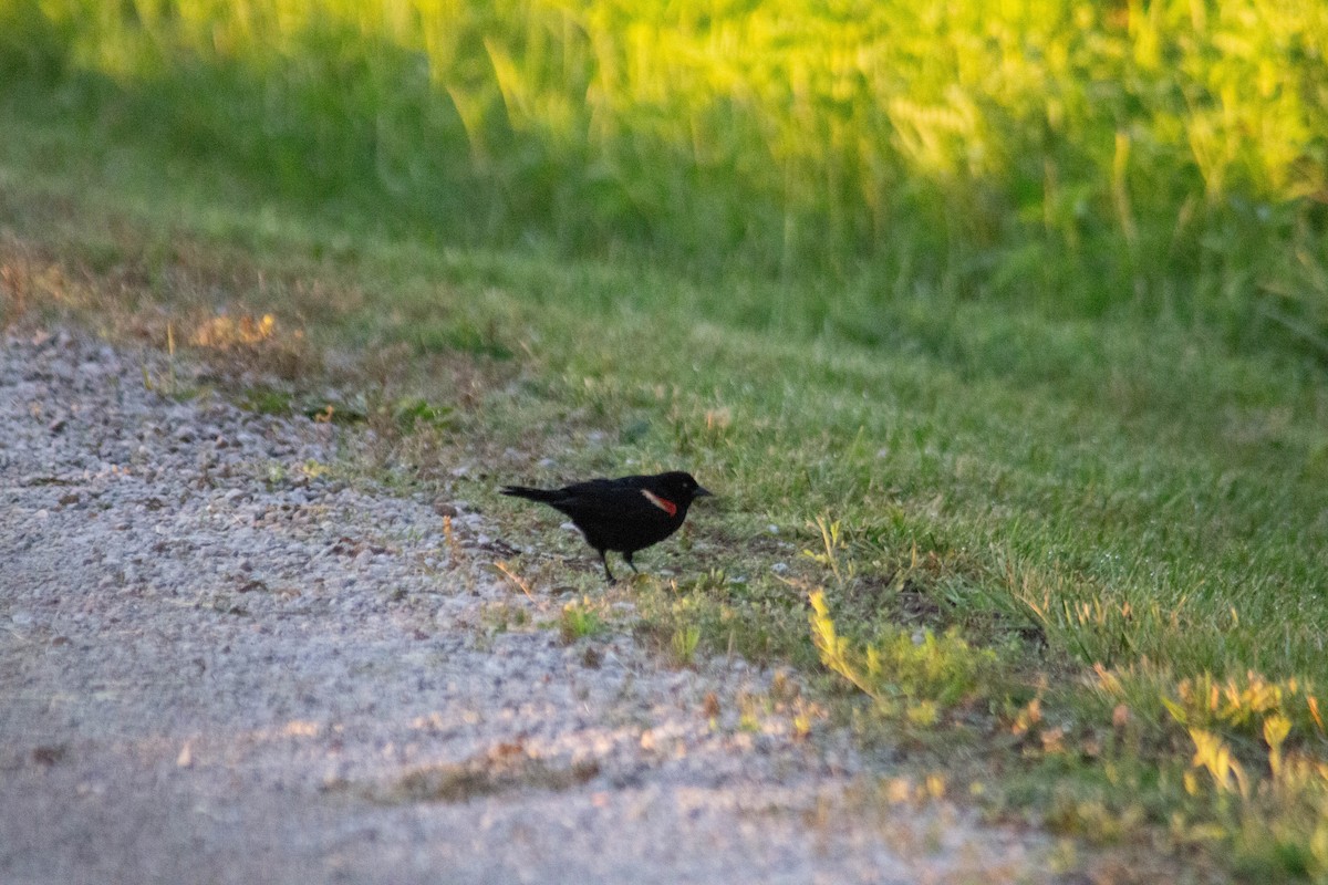 Red-winged Blackbird - Landon Belding