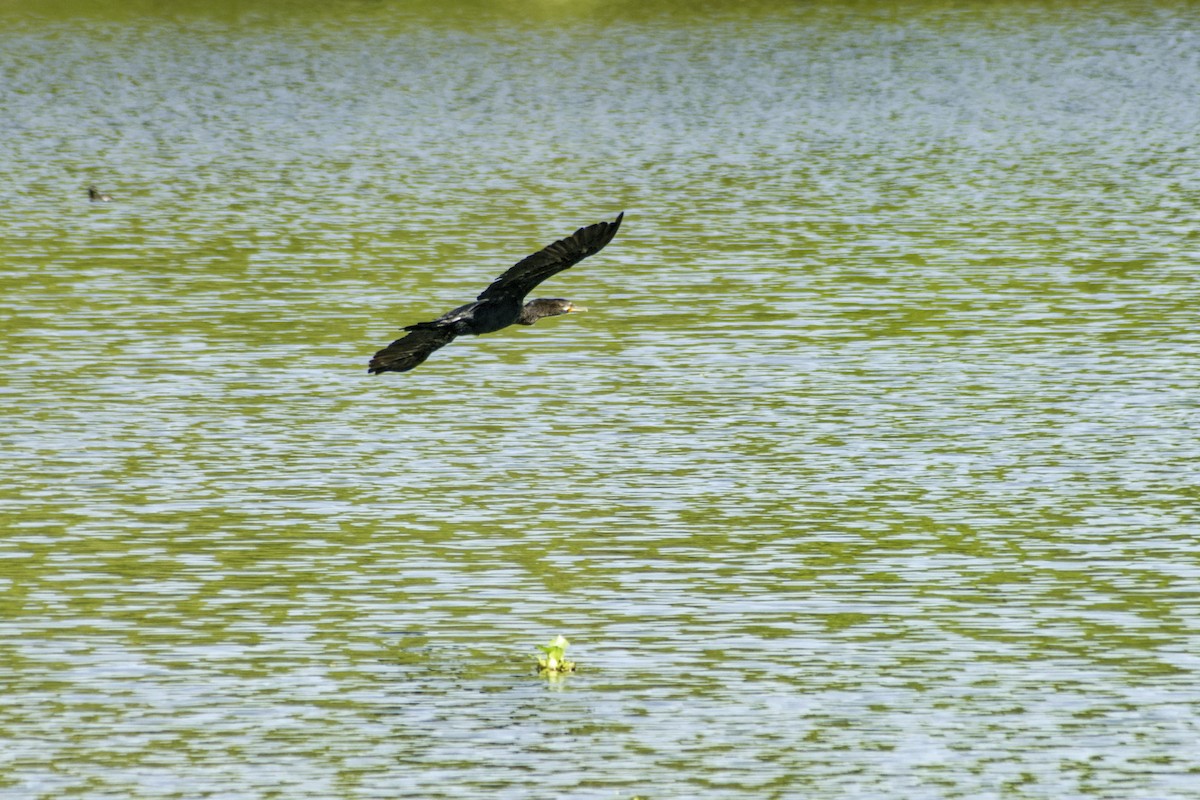 Neotropic Cormorant - ML618890152