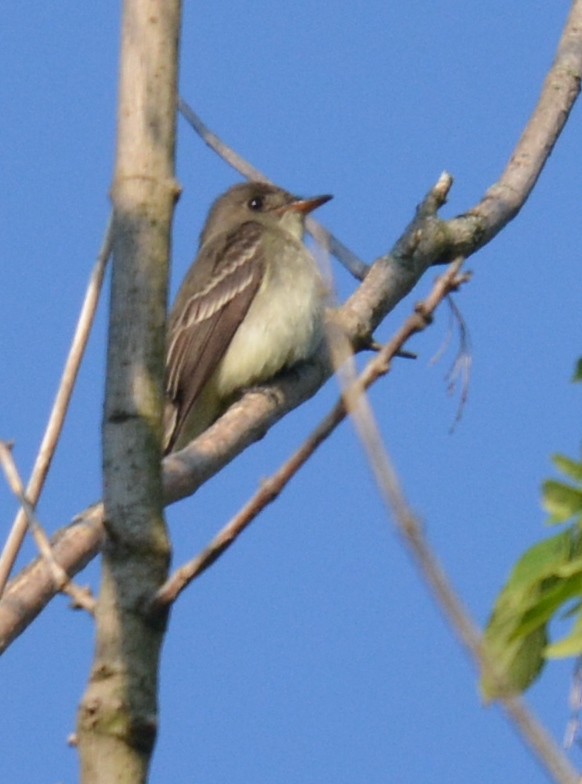 Eastern Wood-Pewee - Jay Wherley