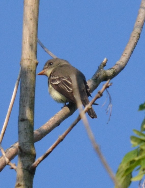 Eastern Wood-Pewee - Jay Wherley