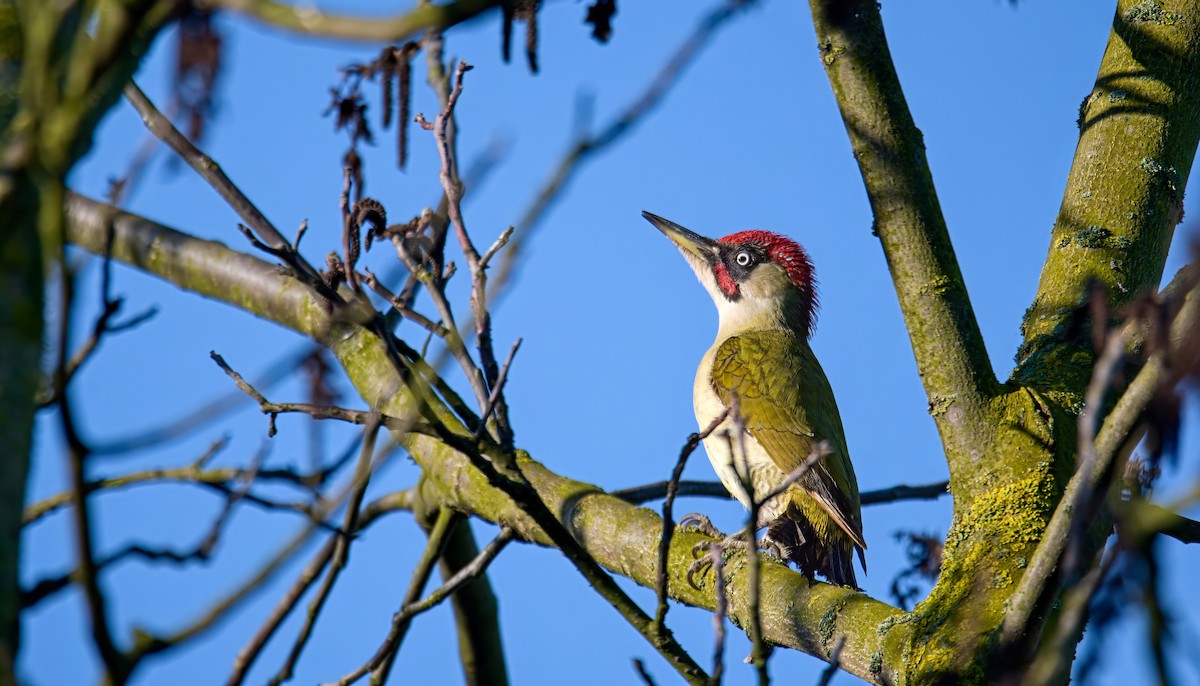 Eurasian Green Woodpecker - František Straka