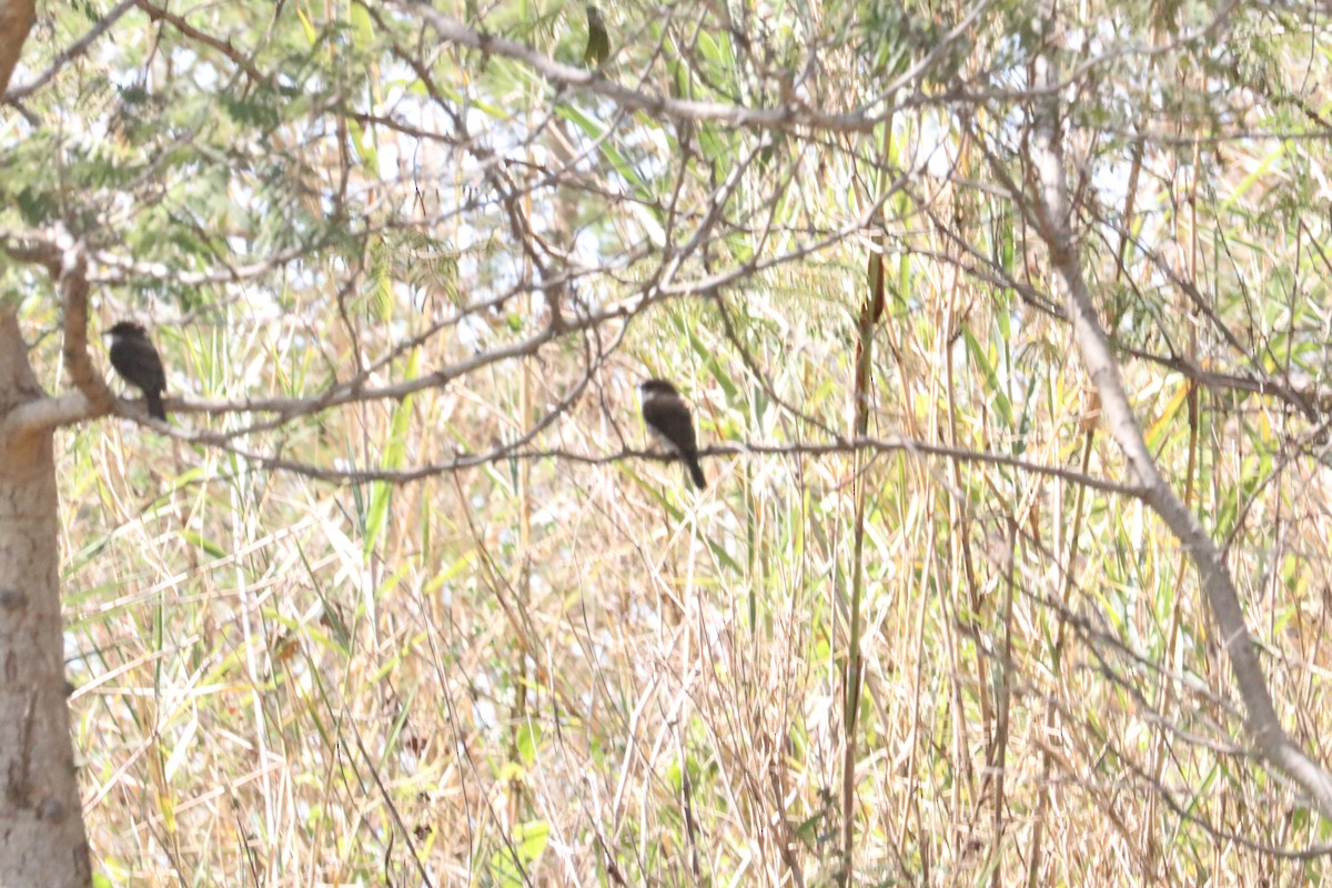 Swamp Flycatcher - Nyreen Roberts