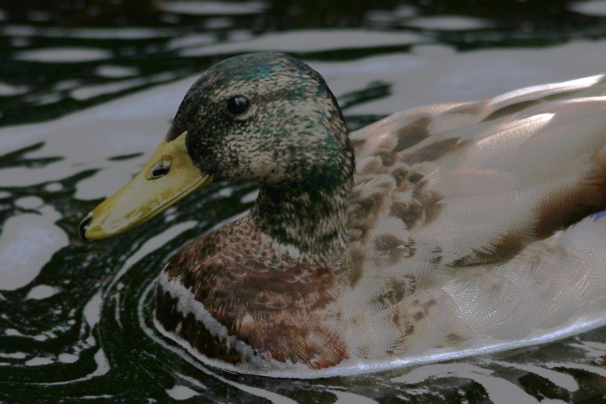 Mallard - Barry Spolter