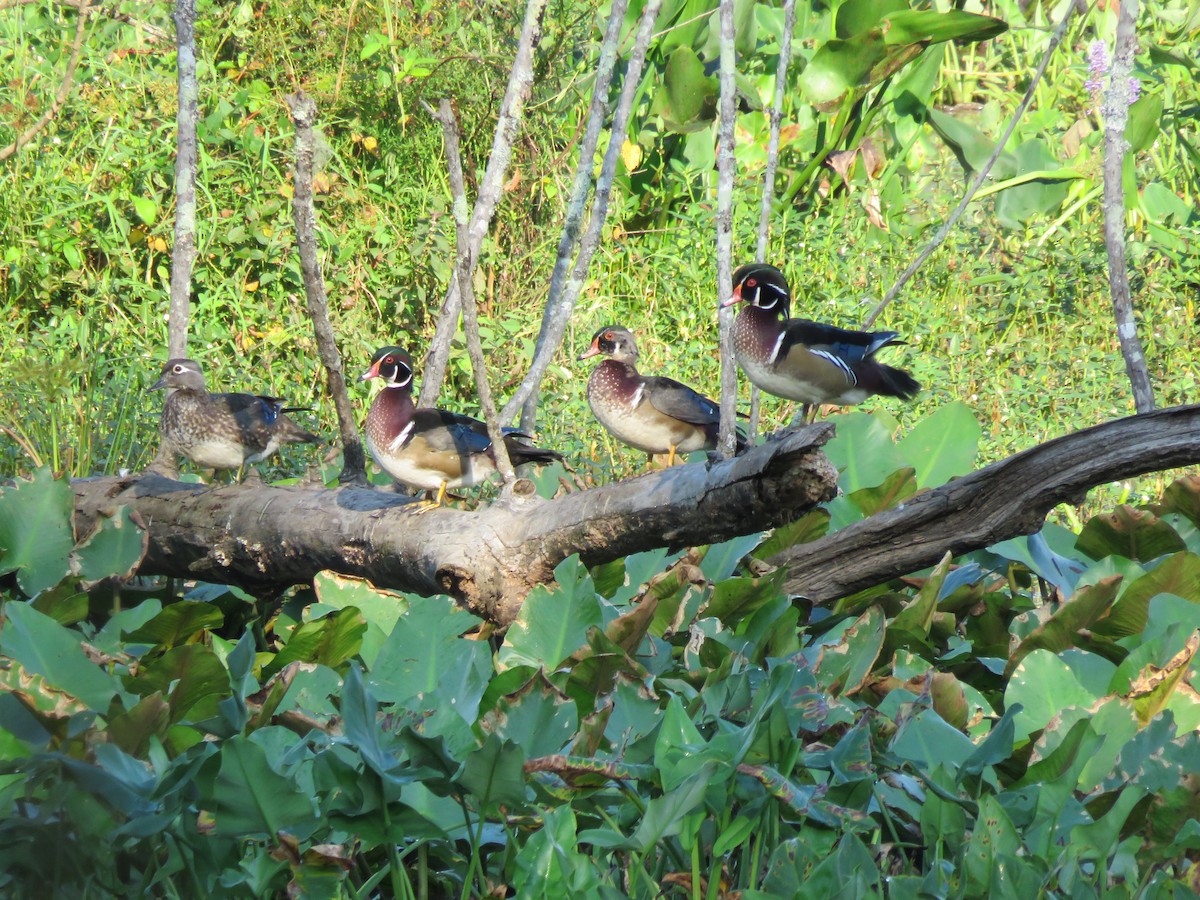 Wood Duck - ML618890207