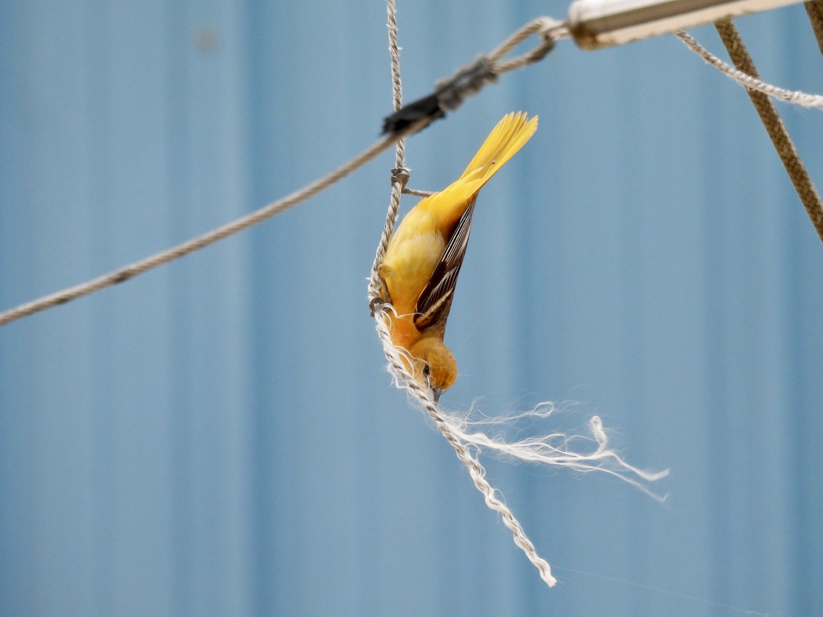 Baltimore Oriole - Mary Nardone