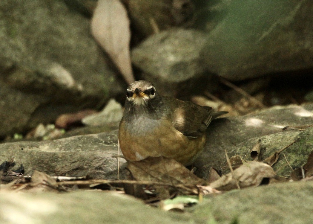 Eyebrowed Thrush - Richard Davis